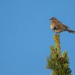 Pipit farlouse